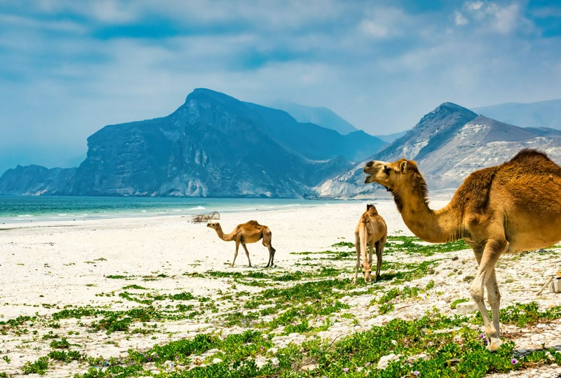 ✈️Летим в Оман на 23 февраля! Из зимы в лето☀️🌊