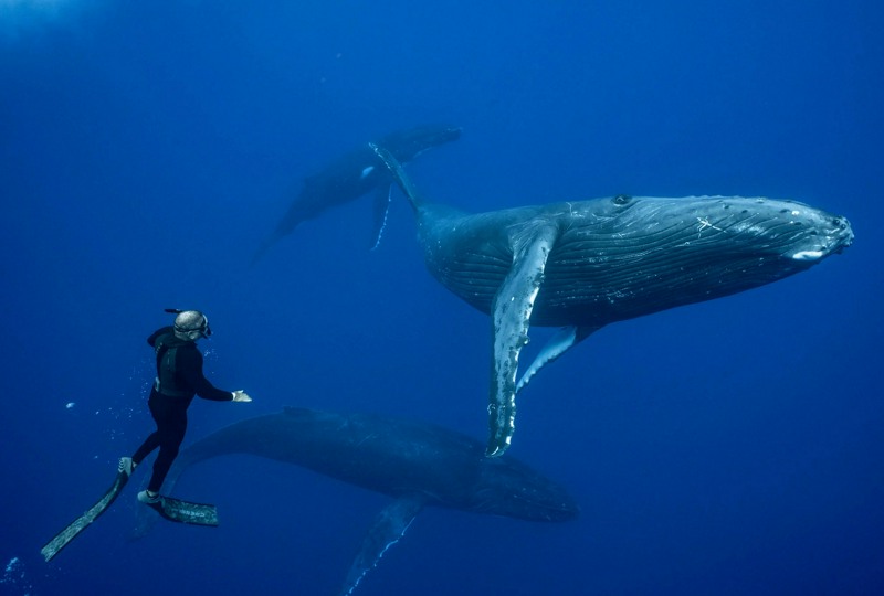 Плавание с горбатыми китами