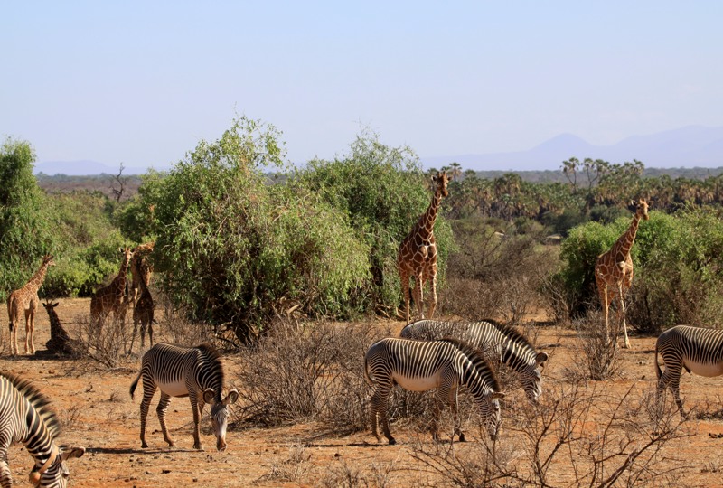 Сафари-трио: Самбуру, Накуру, Масаи-Мара